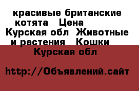 красивые британские котята › Цена ­ 1 000 - Курская обл. Животные и растения » Кошки   . Курская обл.